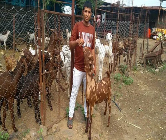 Sirohi jamunapari and barbari male and female avilable for stall feed