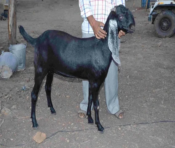 Beetal (panjabi)