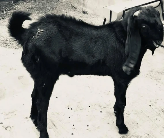 Z black male  Age 9 mnth