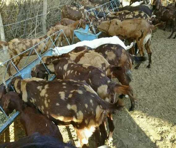 Pure sirohi goats