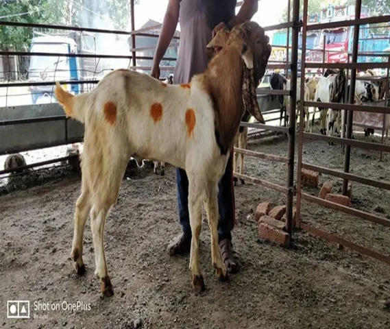 Totapuri Breed
