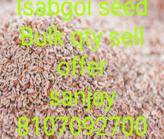 ISABGOL SEED FROM PHALODI KRISHI UPAJ MANDI