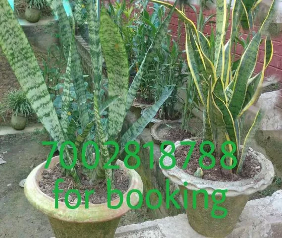 Sansevieria ### (Snake)### plant