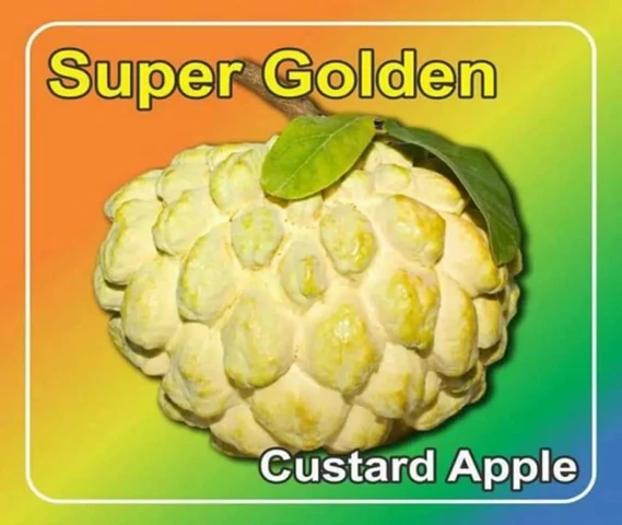 Super Golden Shitafal plant