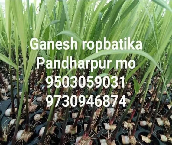 Gana plants