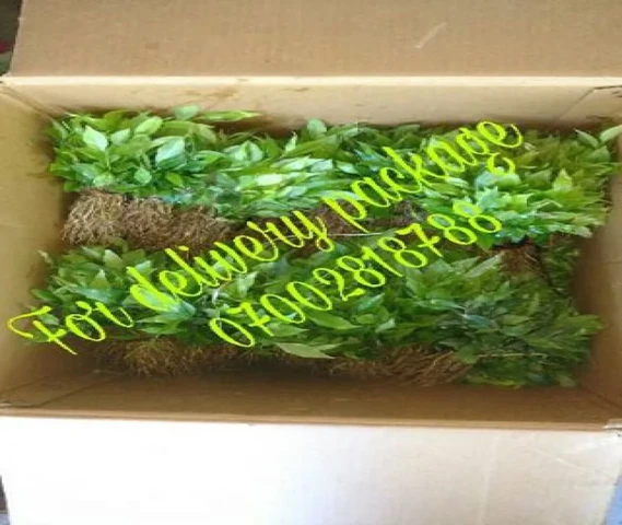 Agarwood neket seedlings