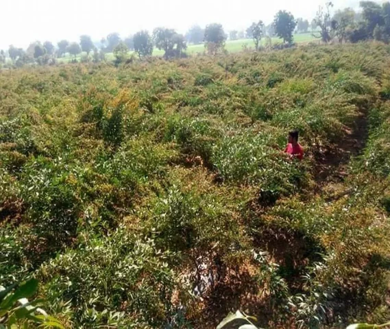 Arhar(pigeon pea) Seeds variety-Richa 2000