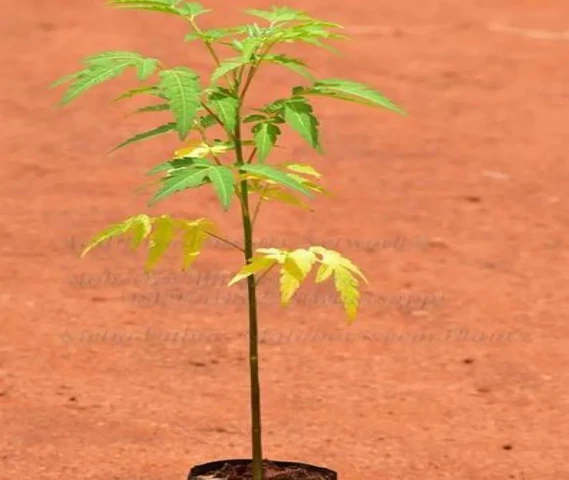 Melia Dubia, Malabar Neem ( Malabar Vepa )