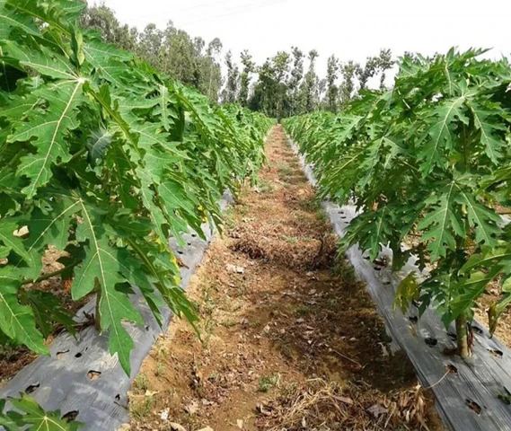 Red-Lady & Redson Taiwani Variety & IPB-9 Indonesian Variety Papaya Saplings & Seeds