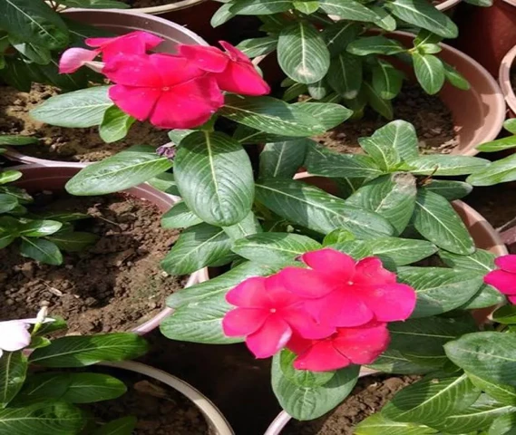 Plants available 9991-70-6588