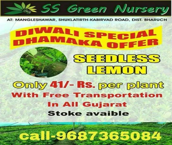 Lemon plants