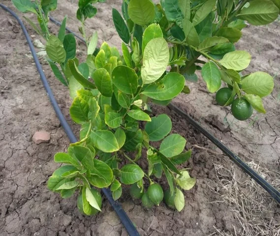 Lemon plants