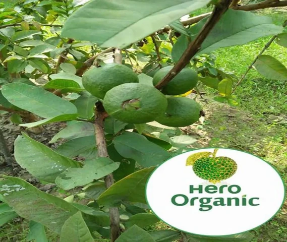Lemon / Guvava Plants