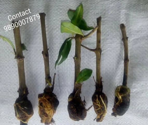Bhagwa Pomegranate plants