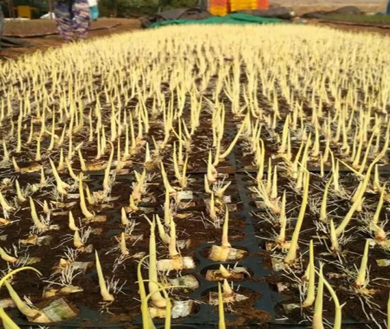 Coll plants avebal