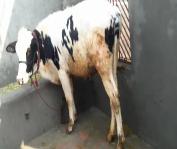 Khiri vachi 18 months for sale.mother record 26 litre