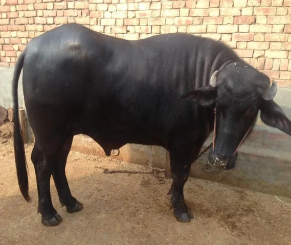 Bull for sale age 2 year 3 month