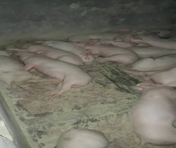 Large white Yorkshire Piglets available