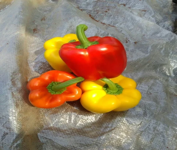 Capsicum