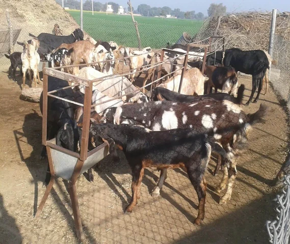 Pahadi bakra and bakri