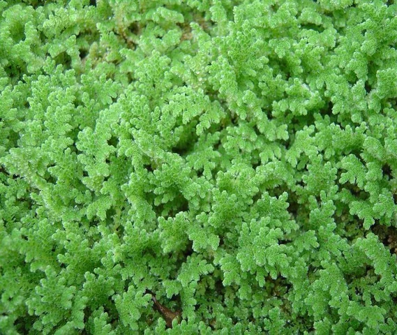 Azolla Culture