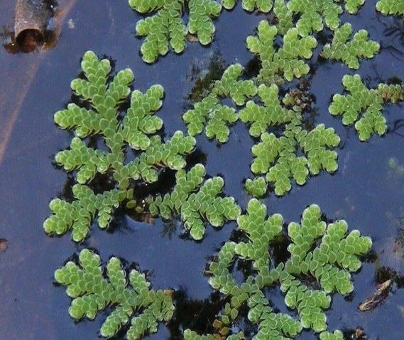 Azolla seed for sale
