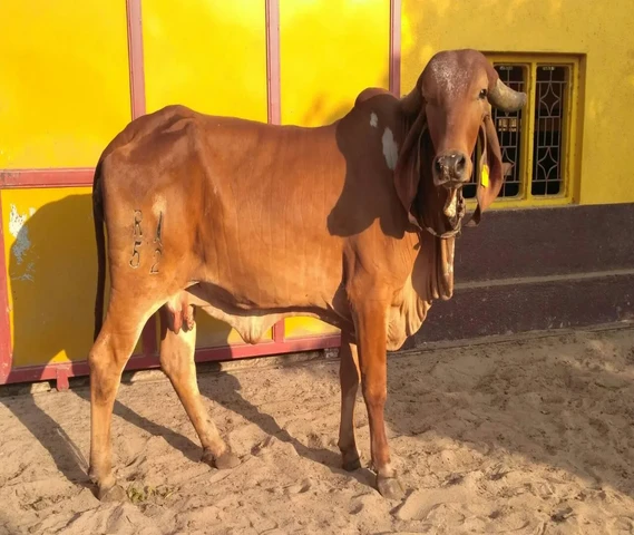 Gir cow