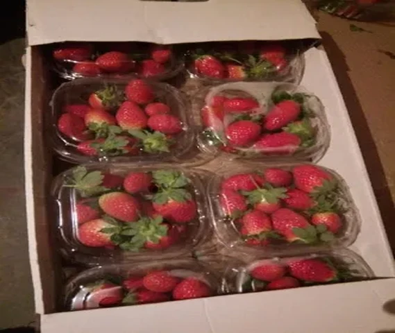 Organic strawberry 
