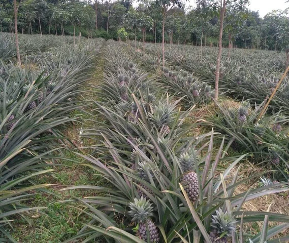 Pineapple and Ginger