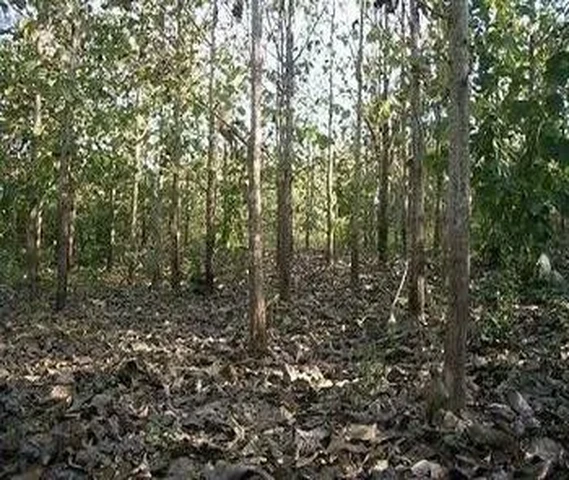 Teak trees