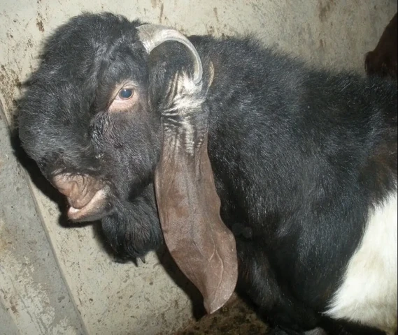 Mewati female