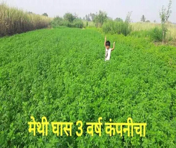 मेथी घास फक्त