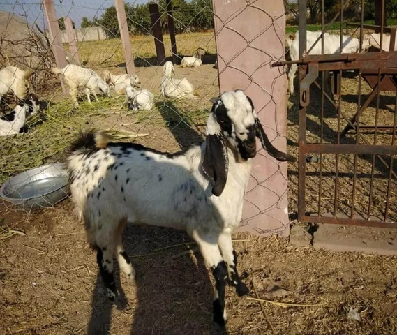 *All type of goats*