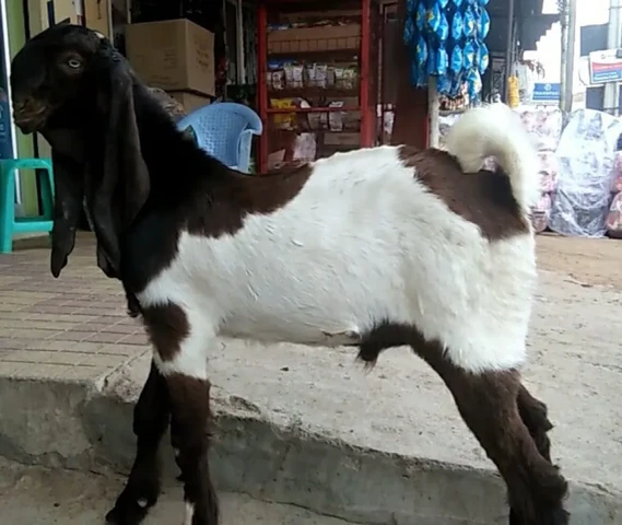 hyderabadi ablaq 4"5 months male