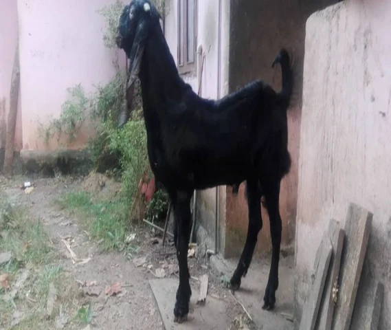 Six Months old beetal Male for sale