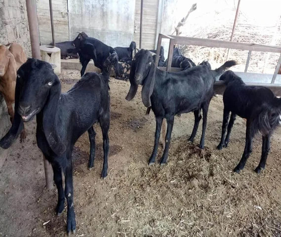 ay Maa Bhawani Goat Farm