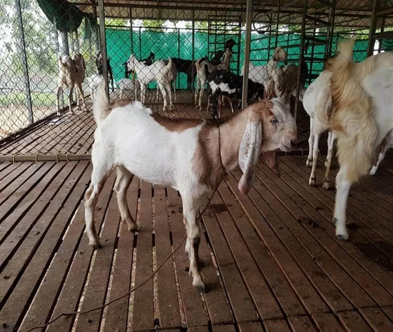 Hybrid female kid 80 days old