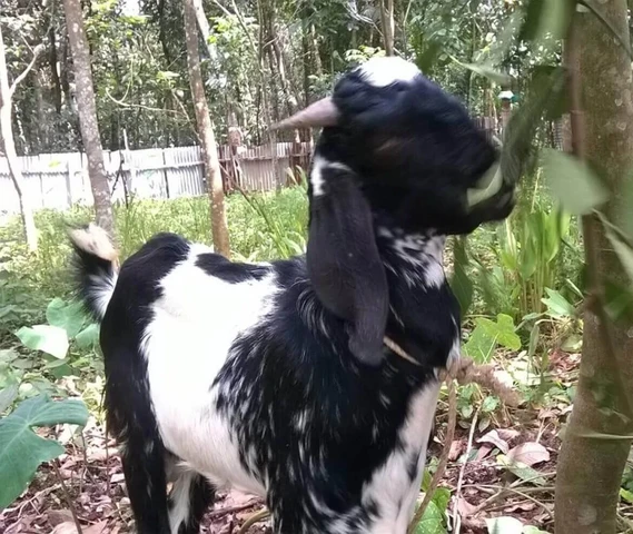 12 months old mabari male goat for sale