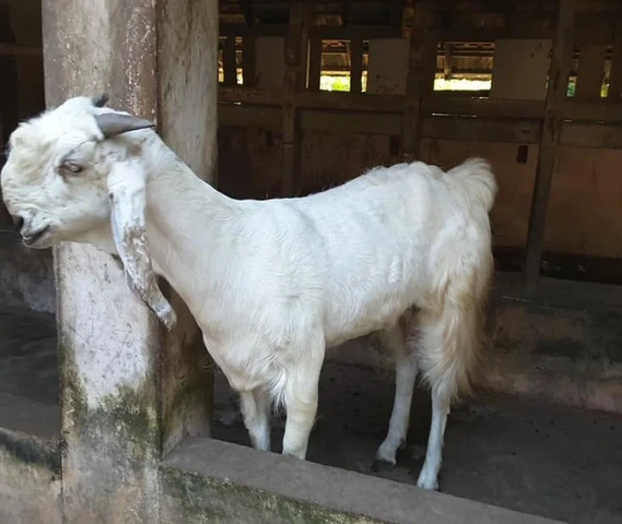 Kerala goat for