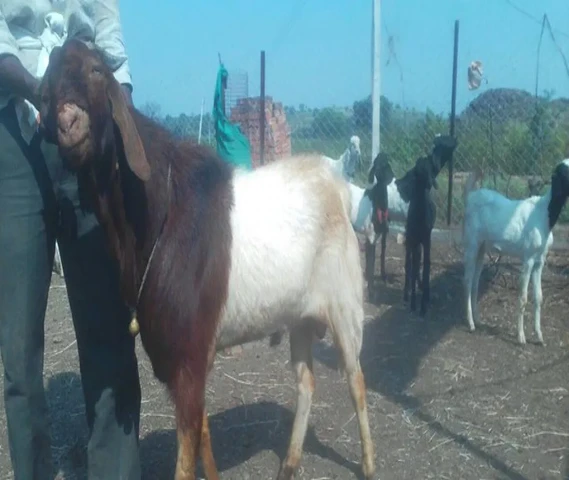 Goats for Sale