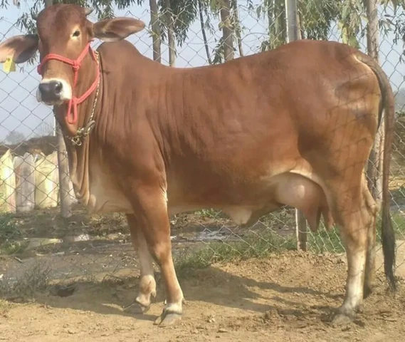 Gaye best milking