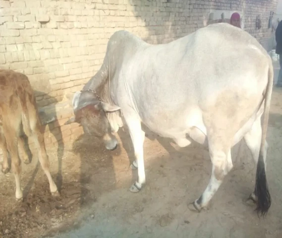 THARPARKAR COW