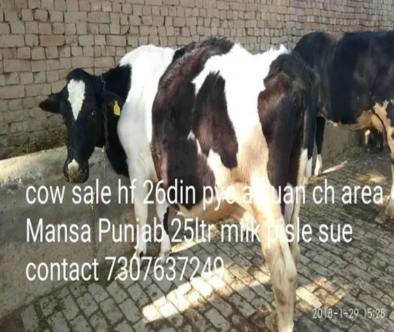 Cow