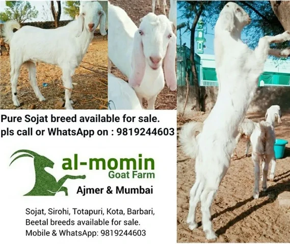Sojat Quality goats