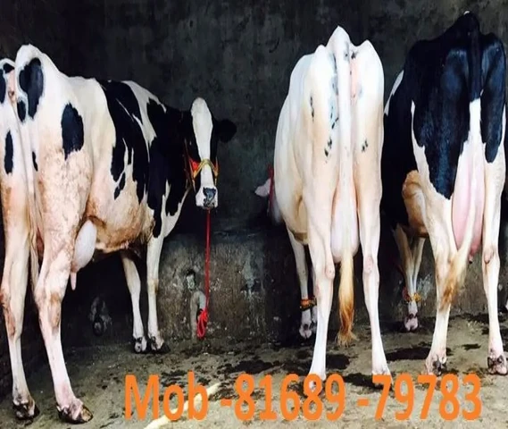 Purchase top quality cow