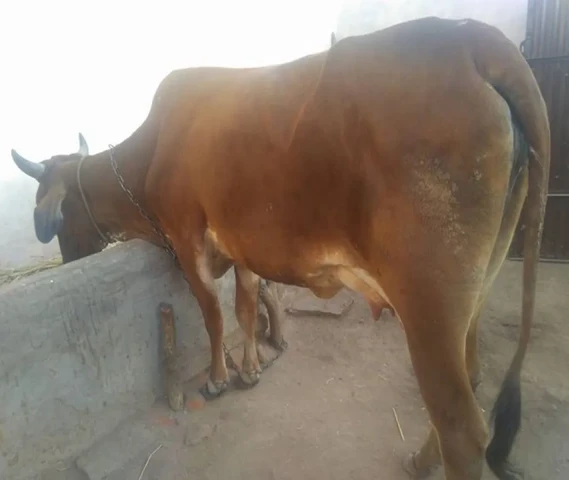 गाय गौरी