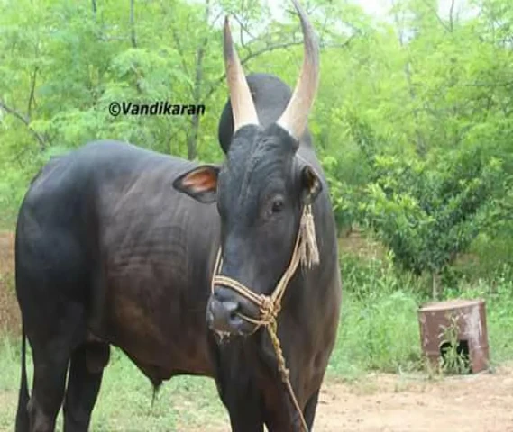 Poochi kaali