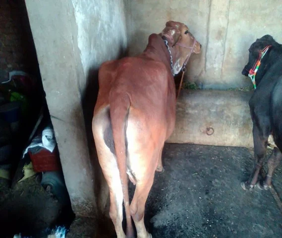 Sahiwal cow