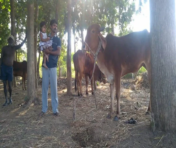 Gir calf for sale in Tamil Nadu