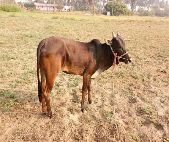 Khari kidari kannu